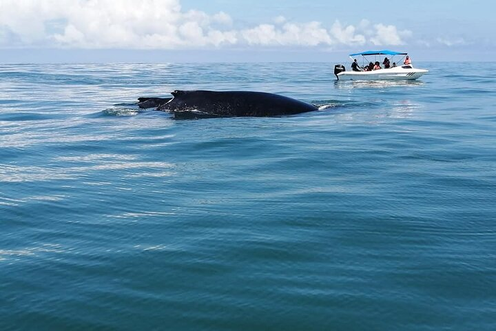 Combo Tour Marino Ballena National Park - Photo 1 of 16